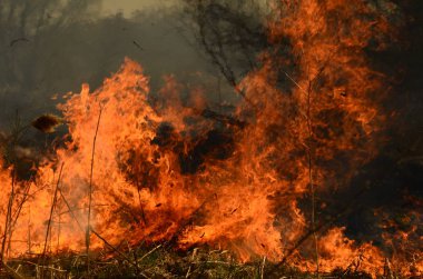 Bataklık dere kıyı bölgesi, Liana aşırı büyüme yangından güçlü duman. Kuru sazlık bahar yangınları tehlikeli nehir tarafından köy evler yaklaşım sazlık, Kuru Çim Temizleme alanları. Doğal felaket