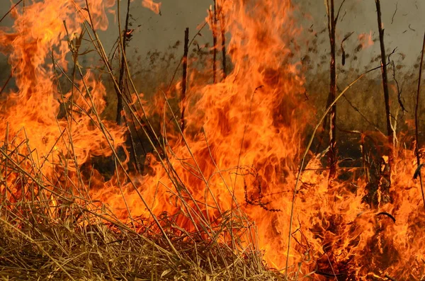 Zona costeira de riacho de pântano, fumaça forte de fogo de crescimento excessivo de liana. Os fogos de primavera de juncos secos perigosamente aproximam casas da aldeia pelo rio Campos de limpeza de juncos, grama seca. Desastre natural — Fotografia de Stock