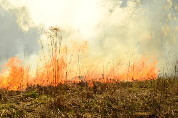 Kustnära zon Marsh Creek, stark rök från elden av Liana överväxt. Spring avfyrar av torrt vass närma sig farligt hus av byn vid flod lokalvård sätter by av vass, torrt gräs. Naturkatastrof — Stockfoto