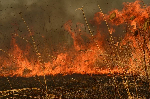 Brand bränna gräs — Stockfoto