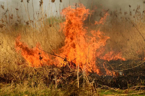 Zona costiera di torrente di palude, fumo forte da fuoco di crescita eccessiva di liana. Gli incendi di primavera di canne secche pericolosamente si avvicinano case di villaggio da fiume Campi di pulizia di canne, erba secca. Disastri naturali — Foto Stock