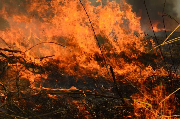 Ateş çimenleri yakar