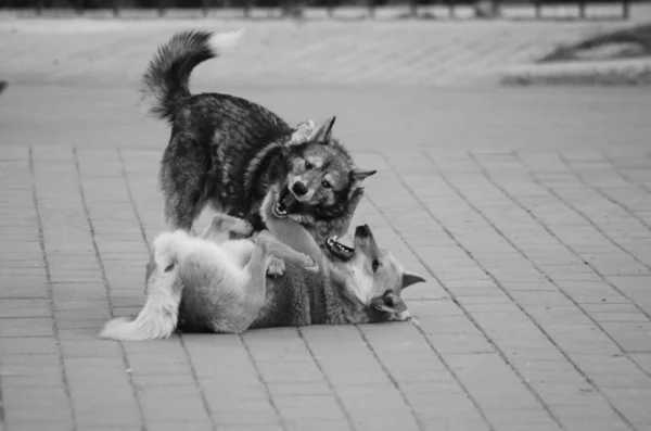 Zwei kleine Hunde, die zusammen im Freien spielen — Stockfoto