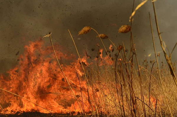 Zona costeira de riacho de pântano, fumaça forte de fogo de crescimento excessivo de liana. Os fogos de primavera de juncos secos perigosamente aproximam casas da aldeia pelo rio Campos de limpeza de juncos, grama seca. Desastre natural — Fotografia de Stock