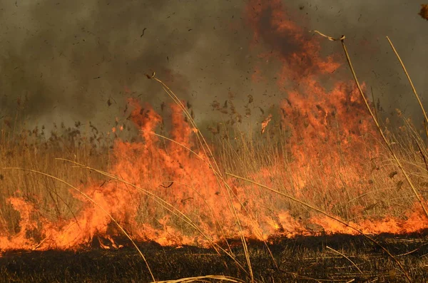 Brand bränna gräs — Stockfoto