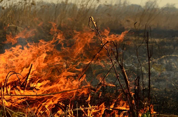 Zona costiera di torrente di palude, fumo forte da fuoco di crescita eccessiva di liana. Gli incendi di primavera di canne secche pericolosamente si avvicinano case di villaggio da fiume Campi di pulizia di canne, erba secca. Disastri naturali — Foto Stock