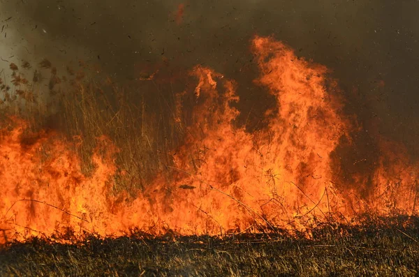 Zona costiera di torrente di palude, fumo forte da fuoco di crescita eccessiva di liana. Gli incendi di primavera di canne secche pericolosamente si avvicinano case di villaggio da fiume Campi di pulizia di canne, erba secca. Disastri naturali — Foto Stock