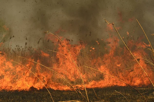 Fuego quemar hierba — Foto de Stock