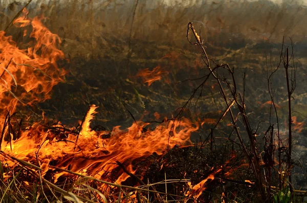 Coastal zone of marsh creek, strong smoke from fire of liana overgrowth. Spring fires of dry reeds dangerously approach houses of village by river Cleaning fields of reeds, dry grass. Natural disaster — Stock Photo, Image
