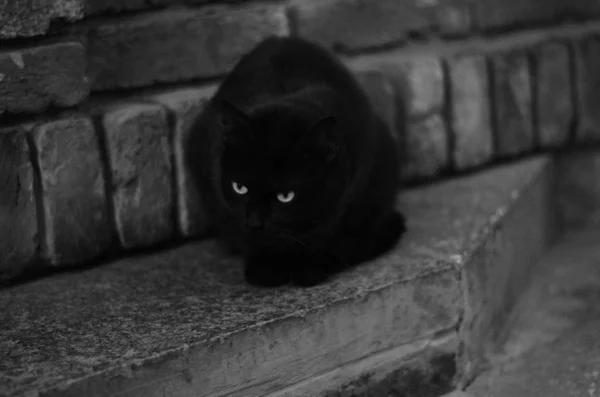 Chat Noir Dans Rue Photo Noir Blanc — Photo