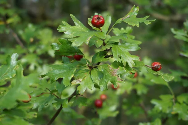 야생 딸기 나무에 녹색 식물 배경 — 스톡 사진