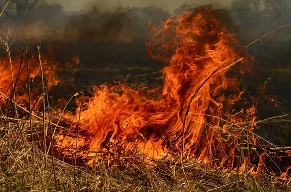 Zona costiera di torrente di palude, fumo forte da fuoco di crescita eccessiva di liana. Gli incendi di primavera di canne secche pericolosamente si avvicinano case di villaggio da fiume Campi di pulizia di canne, erba secca. Disastri naturali — Foto Stock