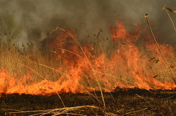 Zona costiera di torrente di palude, fumo forte da fuoco di crescita eccessiva di liana. Gli incendi di primavera di canne secche pericolosamente si avvicinano case di villaggio da fiume Campi di pulizia di canne, erba secca. Disastri naturali — Foto Stock