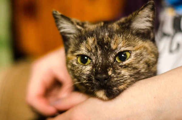 Kedi tay hayvan portresi.