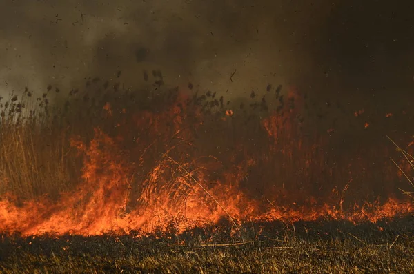 Fuego quemar hierba — Foto de Stock