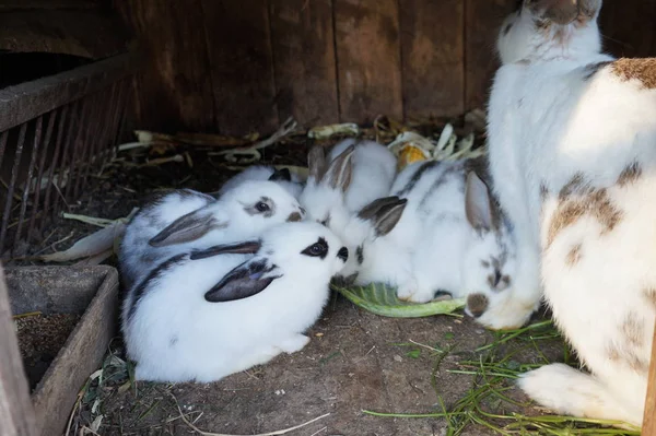 Grupo de tres conejos adorables bebé blanco y gris Países Bajos enanos conejo y blanco y marrón punto bebé conejito sentado —  Fotos de Stock