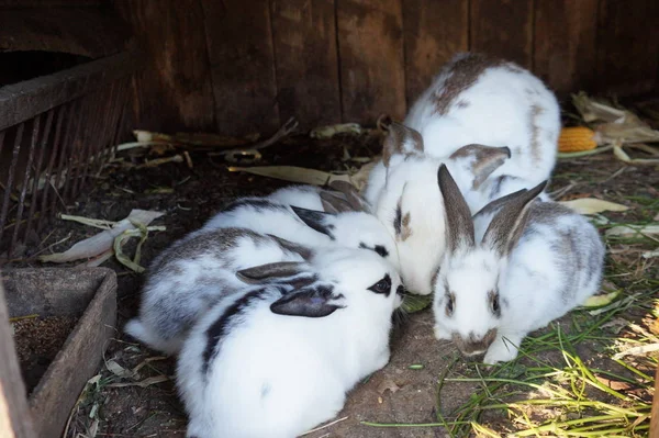 Grupo de tres conejos adorables bebé blanco y gris Países Bajos enanos conejo y blanco y marrón punto bebé conejito sentado —  Fotos de Stock