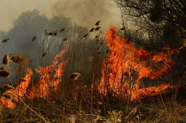 Zona costeira de riacho de pântano, fumaça forte de fogo de crescimento excessivo de liana. Os fogos de primavera de juncos secos perigosamente aproximam casas da aldeia pelo rio Campos de limpeza de juncos, grama seca. Desastre natural — Fotografia de Stock