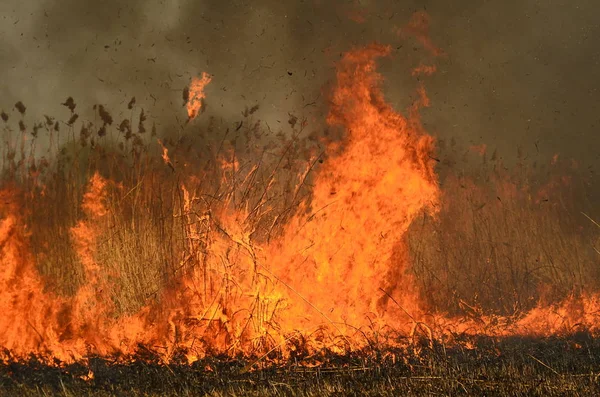 湿地小川の沿岸域、リアナ過剰成長の火災からの強い煙。乾いたリードの春の火災は、リードの川の清掃フィールド、乾燥した草によって村の家に危険に近づきます。自然災害 — ストック写真