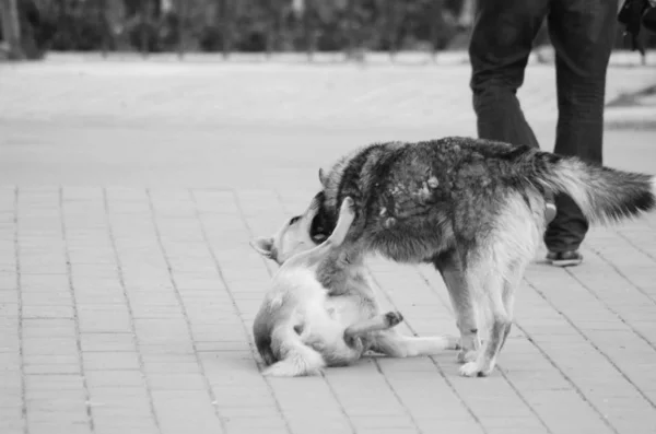 Dva malé psy spolu hrají venku — Stock fotografie