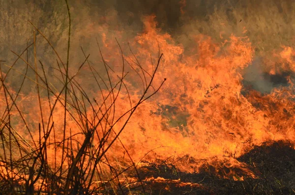 Feuer verbrennt Gras — Stockfoto