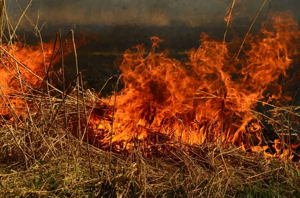 Παράκτια ζώνη του βάλτου Κρικ, ισχυρός καπνός από τη φωτιά της υπερανάπτυξης. Οι ανοιξιάτικες φωτιές των ξηρών καλαμιών προσεγγίζουν τα σπίτια του χωριού από τον ποταμό καθαρίζοντας χωράφια από καλάμια, ξηρό γρασίδι. Φυσική καταστροφή — Φωτογραφία Αρχείου