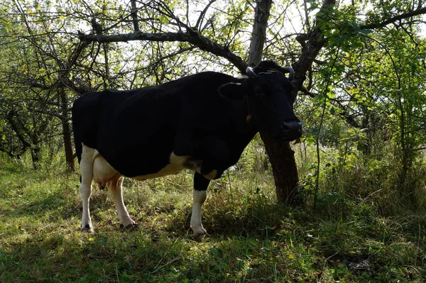 Ciekawe krów mlecznych stoi w jej pastwiska/mleczne krowy / ciekawi mleczne krowy — Zdjęcie stockowe