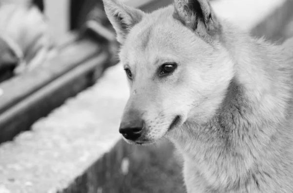 Cute dog shakes his head and wonders — Stock Photo, Image