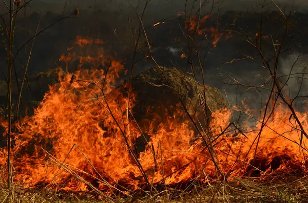 Fuoco brucia erba — Foto Stock