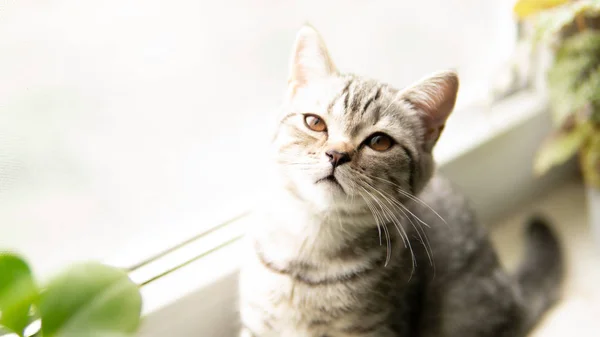 Lovable Escocês Dobra Gato Com Planta Perto Janela — Fotografia de Stock