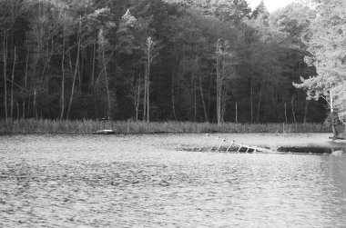 kış manzara karşısında banka için ince mavi buz Gölü üzerinden. kuru ot ve sazlık banka, koyu mavi ve yeşil iğne ağaç, çıplak yaprakları ağacın eski SAP. siyah beyaz fotoğraf.