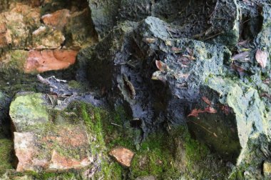 Ormandaki taşın güzel manzarası