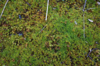 Ormandaki bitkilerin güzel manzarası