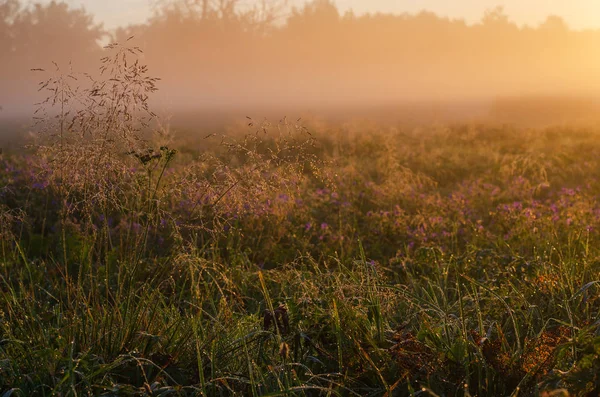 Луг по утрам с капли росы — стоковое фото