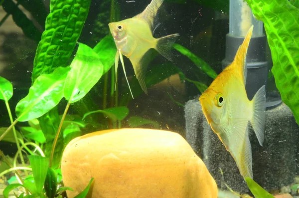 Nahaufnahme Von Niedlichen Fischen Aquarium — Stockfoto