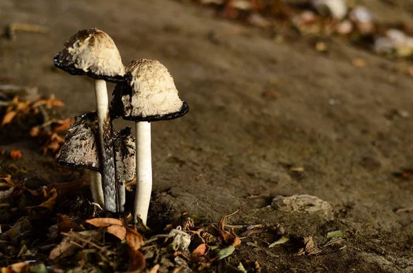 Funghi velenosi che crescono sotto gli alberi nel giardino — Foto Stock