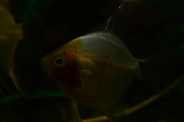 Akvaryumdaki Sevimli Balıkların Yakın Çekim Görüntüsü — Stok fotoğraf
