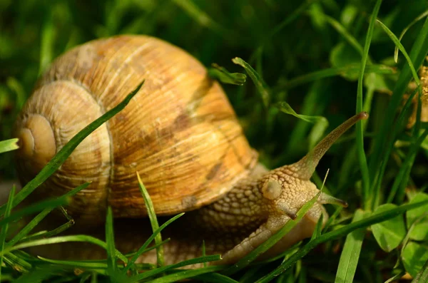 Snail in the garden on the grass — Stock Photo, Image