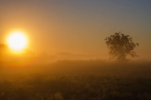 Campo verde e bellissimo tramonto — Foto Stock