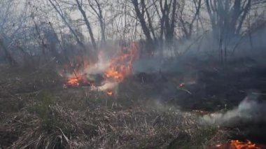 Bataklık Deresi 'nin kıyı şeridi. Liana' nın aşırı büyümesinden çıkan güçlü duman. Kuru sazlıkların bahar ateşi köyün nehir kenarındaki saz tarlaları ve kuru otlarla tehlikeli bir şekilde yaklaştı. Doğal afet.