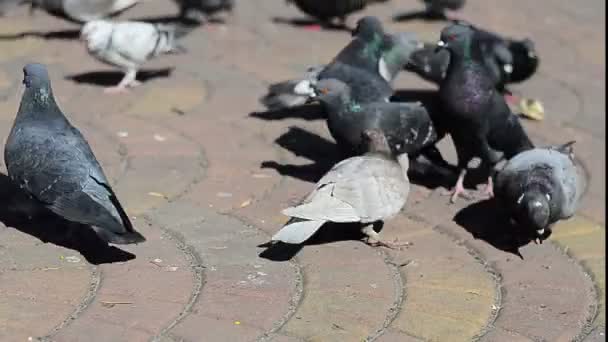 Imágenes Palomas Alimentándose Plaza — Vídeos de Stock