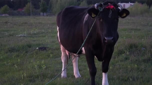 Uitzicht Mooie Koe Het Platteland — Stockvideo