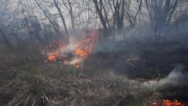 Coastal Zone Marsh Creek Strong Smoke Fire Liana Overgrowth Spring — Stock Video