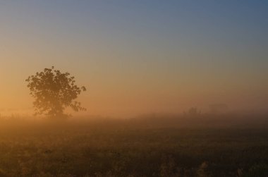 Yeşil Alan ve Güzel Gün Batımı