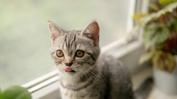 Lovable Escocês Dobra Gato Com Planta Perto Janela — Fotografia de Stock