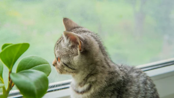 Kochany Szkocki Krotnie Kot Rośliną Pobliżu Okna — Zdjęcie stockowe