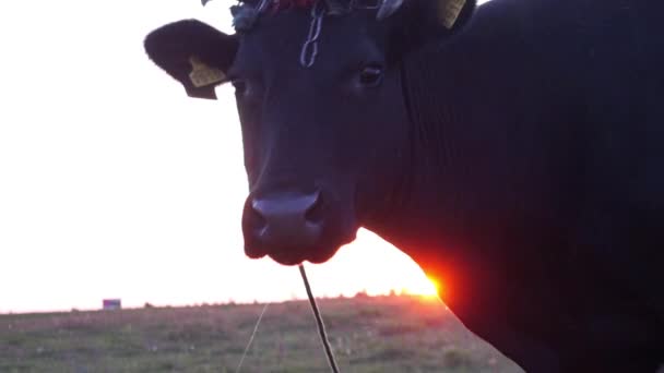 Θέα Της Όμορφης Αγελάδας Στην Ύπαιθρο — Αρχείο Βίντεο