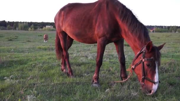 Cheval manger de l'herbe dans le paysage rural .