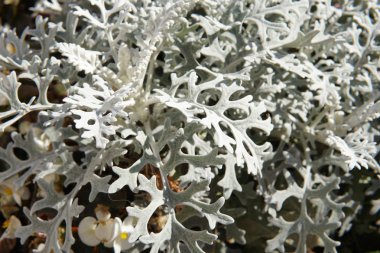 Beyaz bir bitkinin yakınında.