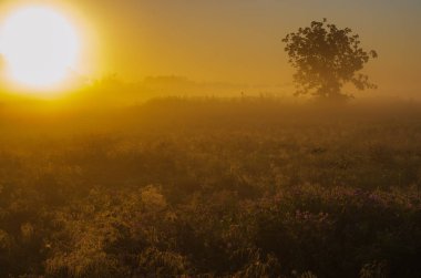 Yeşil Alan ve Güzel Gün Batımı